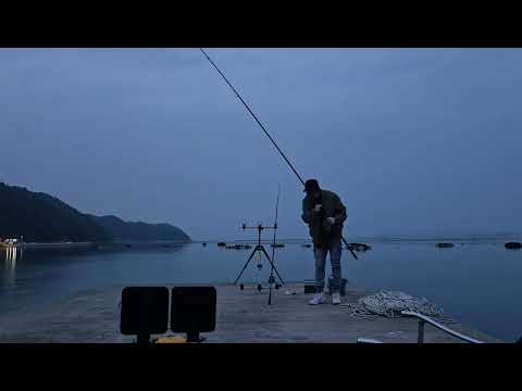 완도 입질이 미쳤어요