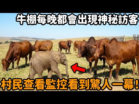 每天晚上，肯尼亞鄉村的牛棚裡都會出現一位神秘訪客，牛奶產量神秘地增加了。村民查看監控看到驚人一幕，讓所有野生動物專家震驚！#牛 #大象 #跨物種 #不可思議 #動物故事 #真實故事 #心靈飼養員