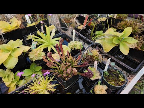 University Plant Collection Tour | Sundews, Pitcher Plants, Cacti, & more