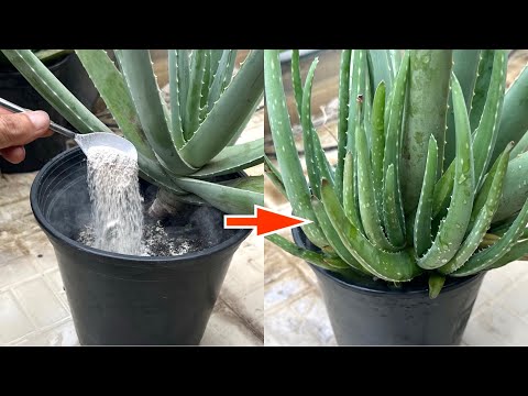 Just Sprinkle Once! Aloe Plant Immediately Grows Many Small Plants And Grows All Year Round