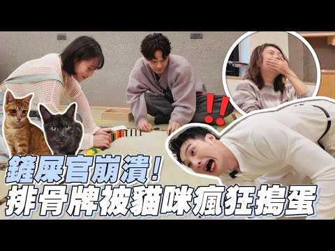 【網紅挑戰賽】愛貓人士集結！鏟屎官們卻集體崩潰？貓咪VS骨牌挑戰到底人類能否獲勝？ | 娛樂百分百2025.03.12完整版 | 黃偉晉、陳零九、ISA、木木安