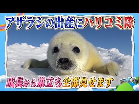 [A close look at a super cute baby!] A seal was born on drift ice in Canada! The unknown bond bet...