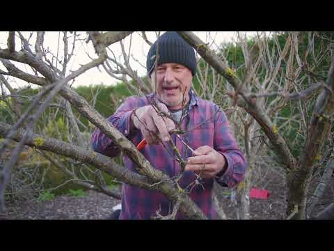 How To Prune A Plum Tree