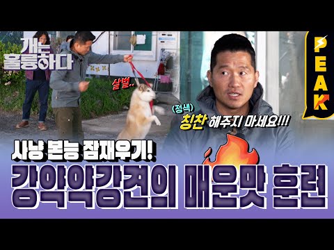 [#피크타임] 너희 많은 윗대는 멸종했어, 이런 성격 때문에! 강 훈련사의 단호한 봄이 솔루션! | #개는훌륭하다 | KBS 230424 방송