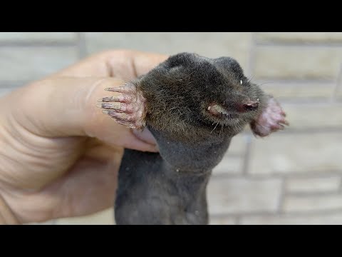 AFTER LEARNING THIS SECRET, you can always catch a mole!A brilliant and simple idea in a few minutes