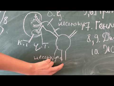 Бүйрек физиологиясы. 1-бөлім.