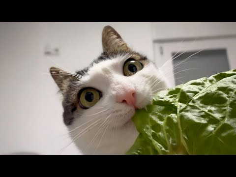 New Funniest Cats Clips 2025😼Try Not To Laugh😜 #25