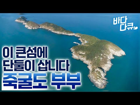 흰 밥만 챙겨 들고 바다로 떠나도 도시에서 맛볼 수 없는 싱싱한 밥상이 뚝딱 / 딱 한 가구만 사는 섬 '죽굴도' / #바다다큐