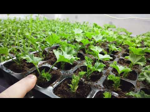 Почему НЕ УКОРЕНЯЮТСЯ и гниют черенки Пеларгонии, Гвоздики, Остиков, Хризантем?