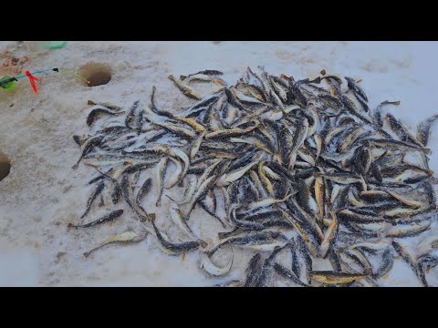 БЕШЕНЫЙ КЛЁВ! ПОПАЛ НА РАЗДАЧУ! КАЖДЫЙ МЕЧТАЕТ О ТАКОЙ РЫБАЛКЕ!!!