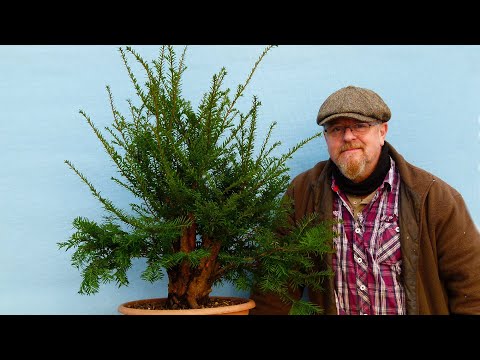 Crappy Taxus Bonsai with Graham Potter