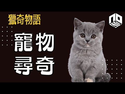 【神秘】EP77: 人類係由幾時開始心甘情願成為貓奴呢？仲有咩寵物令你意想不到呢？【神秘星期三 : 獵奇物語】(廣東話)