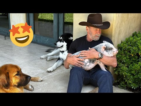 Funny Celebrity Pets 🐷 Part 13: Arnold Schwarzenegger's new family member. Continued...