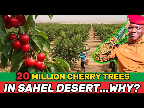 What Really Lies Behind the “20 Million Cherry Trees” Plan in the Sahel?