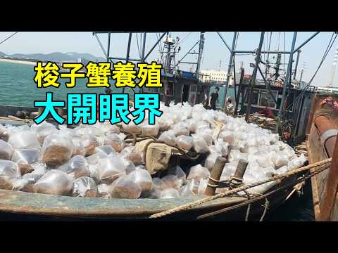 梭子蟹的秘密，養殖過程大開眼界