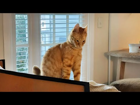 New Funniest Cats Clips 2025😼Try Not To Laugh😜 #27