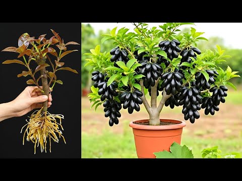 Just 2 bananas, you can grow a Java plum tree that produce fruit for many years
