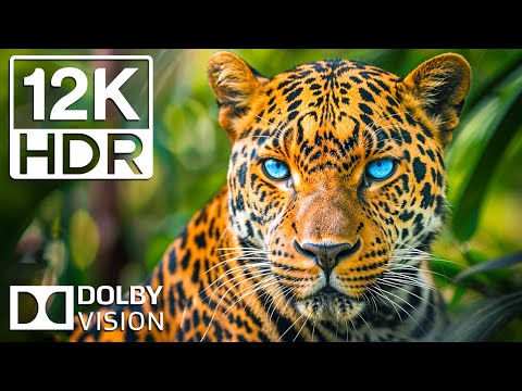WILDLIFE MASTERPIECE 12K ULTRA HD HDR 120fps | Cinematic Music
