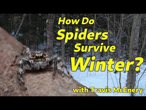 How Spiders Survive Winter is Cooler Than You Think