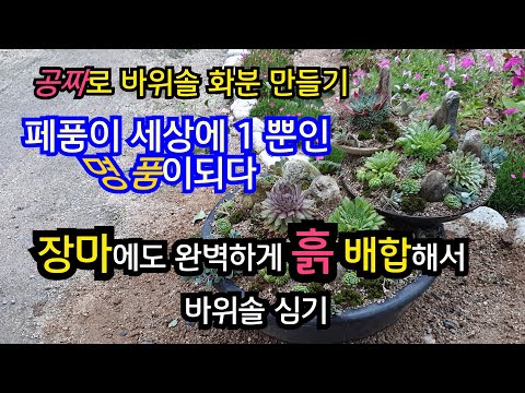 How to plant rock pine with perfect soil mix even during long rainy season