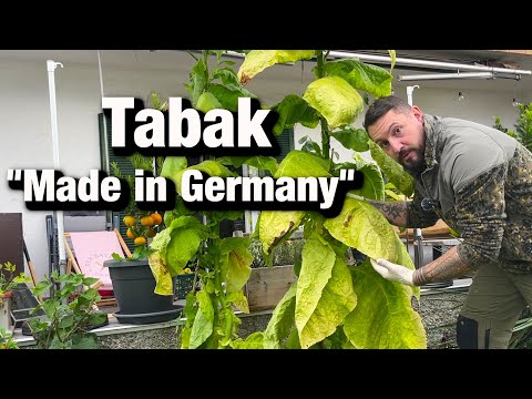 Stop paying taxes, ferment tobacco, save up to 1500 euros.