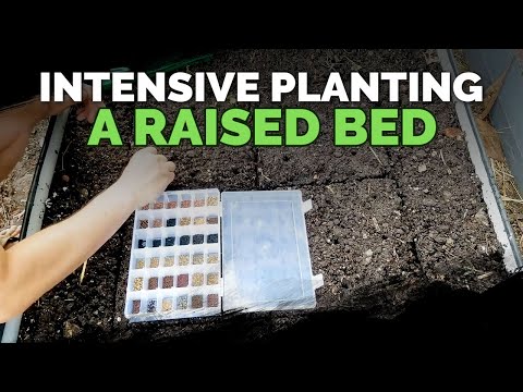 How to Maximize Space in a Raised Bed (High-Density Planting) 🌱