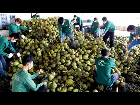 Exporting 30 tons a day! 3 Second Coconut Cutting! New Technology of Mass Production | Thai Factory