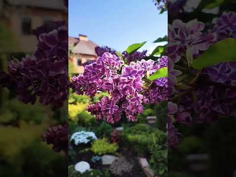 Месяц Май. Любуемся сиренью СЕНСАЦИЯ.