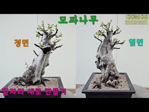 모과나무 애매한 밑자리 새로 만들기