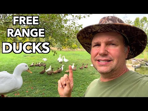 When Should Young Ducks Join the Flock