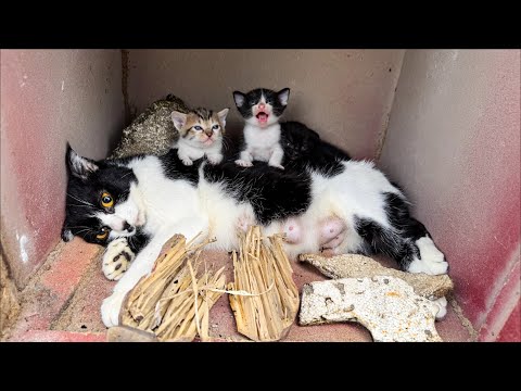 Courageous Rescue: Heartwarming Journey, Stray Cats' Rescue & Recovery | LTT Animal- Rescue