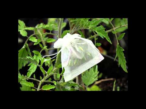 Webinar: Saving Seeds from Peppers