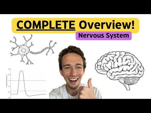 ACE Your Nervous System Exam - Comprehensive Overview!