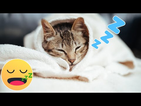 Highly Healing Music to HEAL SICK Cats 🐱 HEALING Music for SICK Cats