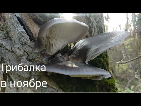 ВЕДРО ГРИБОВ ЗА ПАРУ ЧАСОВ. Их можно собирать бесконечно)