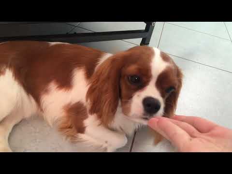 Едем выбирать щенка!!!!❤️❤️❤️