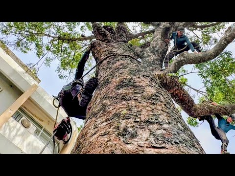 Cưa cây xà cừ siêu  to  khủng  lồ  ,Nhiều  năm  tủi  ,Ở  hà  tiên  .Cưa  cây  kỷ  thuật  cao