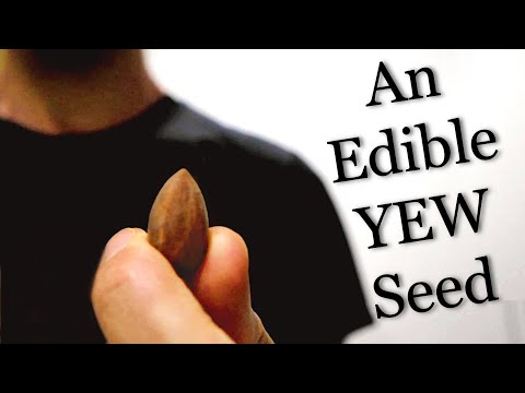 Never EVER Eat Yew Seeds... unless its this one. (Torreya grandis)