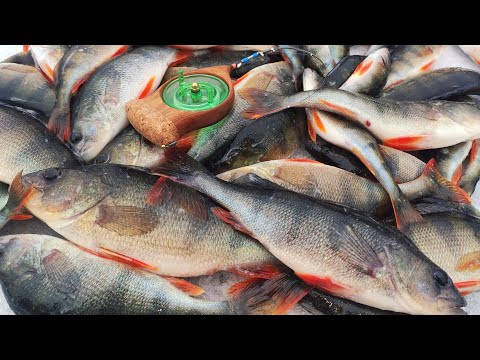 ЗАГИБАЮТЬ КИВОК, АЖ  ЗАХВАТУЄ ПОДИХ.  Ловля окуня . Зимова рибалка.