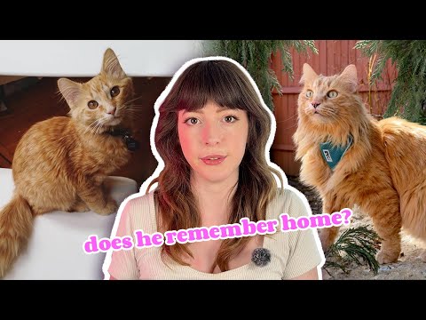 I Took My Cat to the Woods... Now I Have Questions