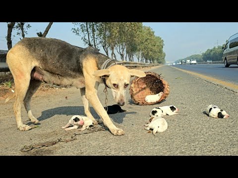For three days she sat where she was left... and every passing car felt like it could be him.😭