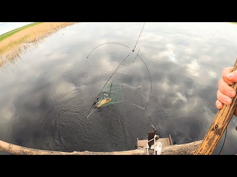 ВОТ ОН! ЗАШЁЛ!!! УВИДЕЛ И ПОЙМАЛ. РЫБАЛКА НА ПАУК-ПОДЪЁМНИК В ПРИГЛЯДКУ. ЩУКА, САЗАН. Рыбалка 2025