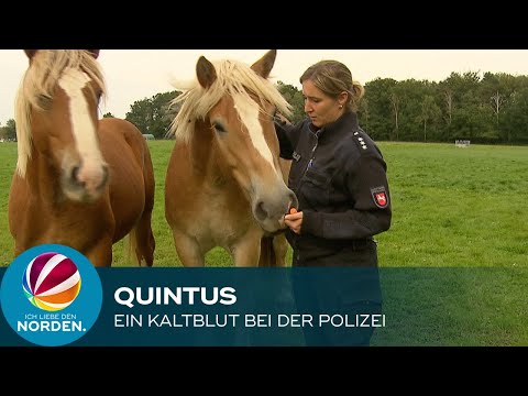Quintus – Ein Kaltblut bei der Polizei