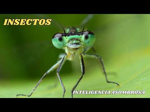 El Reino De Los INSECTOS: Una Vida En MINIATURA