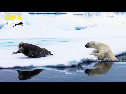 THE ARCTIC | Life and Death on the Frozen Edge | #AnimalDocumentary