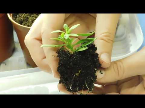 КАЛИБРАХОА ! РАЗМНОЖЕНИЕ ЧЕРЕНКАМИ ! ОЧЕНЬ ПРОСТО !