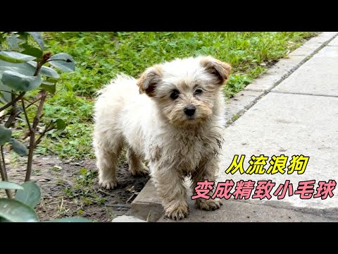 流浪小狗被快递小哥收养，7天蜕变成精致小毛球，真是捡到宝了