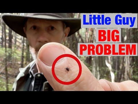 How Loggers Avoid Tick Bites (What Actually Works)