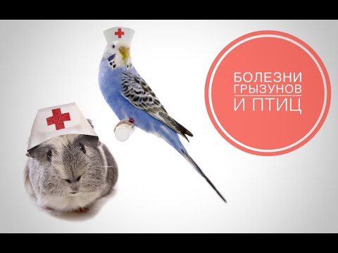 Самые распространённые болезни птиц и грызунов Виды, опасность для человек, профилактика, лечение