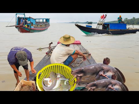 May Mắn Trúng Ổ Cá Úc Cá Ngát Trong Mưa║Chợ Sáng Cù Lao Dung Cuối Dòng Sông Hậu 